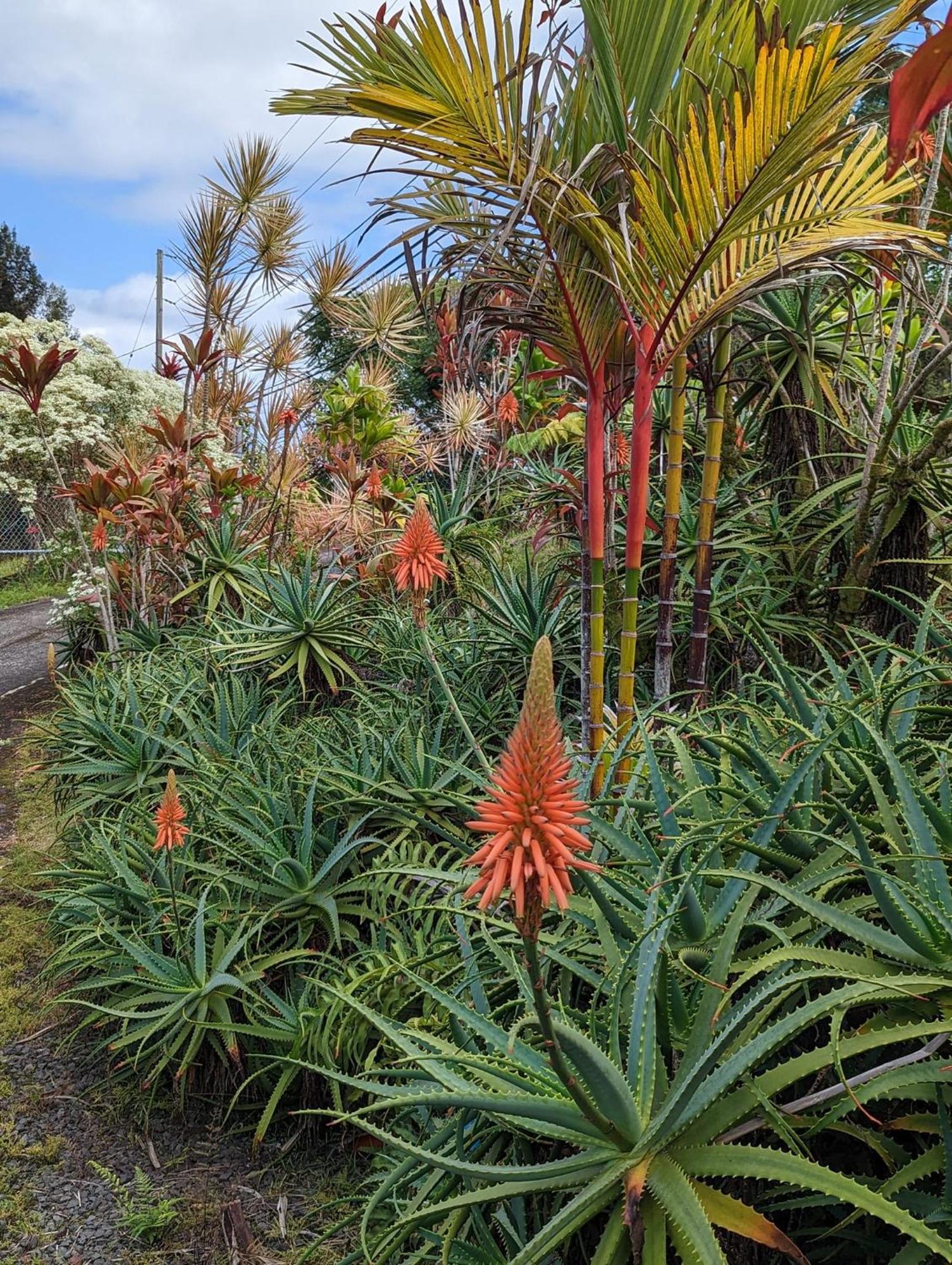 Hilo Luxury Suite Exterior photo